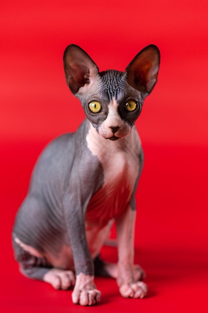 Adorable bicolor Canadian Sphynx cat with yellow eyes sits on deep red background looking at camera