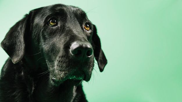 Adorable black dog