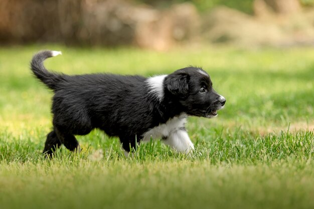 Photo adorable border collie puppy frolics in lush green grass embodying the spirit of canine companionship