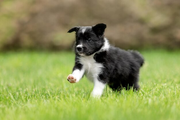 Photo adorable border collie puppy frolics in lush green grass embodying the spirit of canine companionship