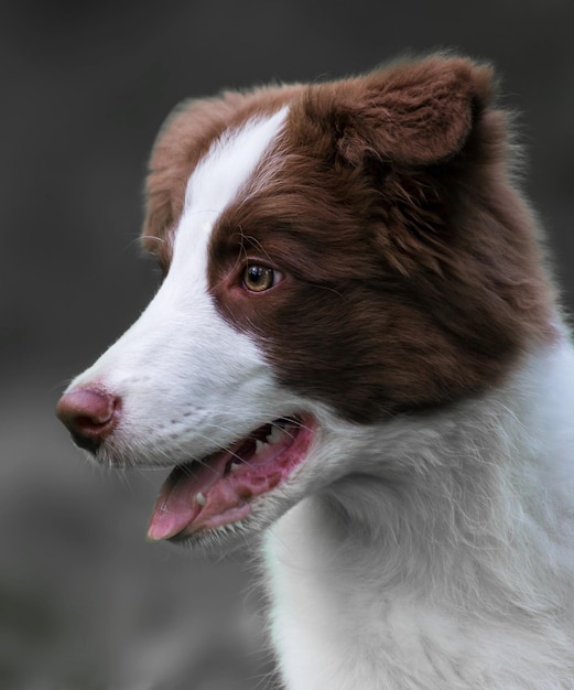 Adorable Border Collie puppy sitting on the ground Four months old fluffy puppy in the park