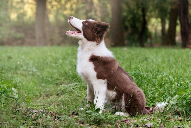 Adorable Border Collie puppy sitting on the ground Four months old fluffy puppy in the park