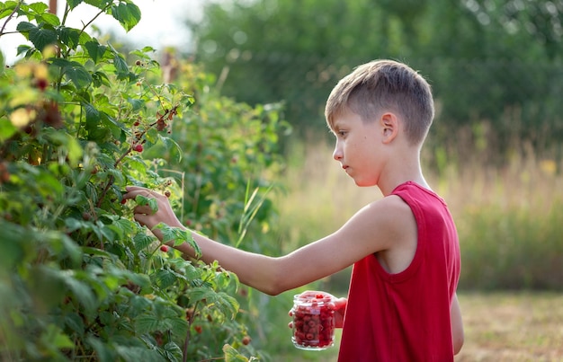 Adorable boy in a red t-shirt picks ripe raspberries in the garden on a summer day