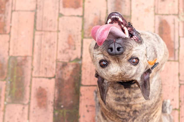 Adorable bright eyed pitbull looking into the camera while smiling and sticking out his tongue