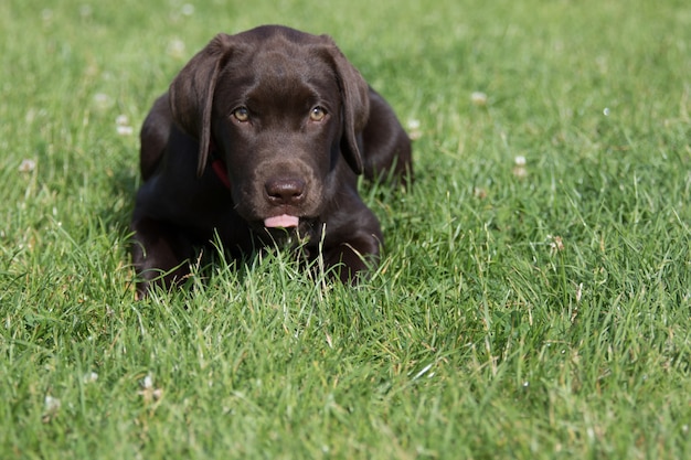 Adorable brown Labrador Retriever sitting on the grass in the park