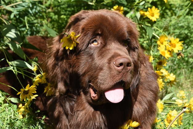 Adorable brown Newfoundland dog in a flower garden with his tongue hanging out.