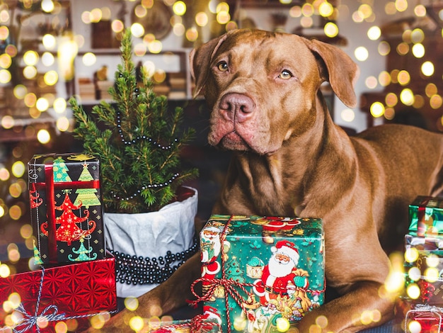 Adorable brown puppy and festive boxes with New Year patterns