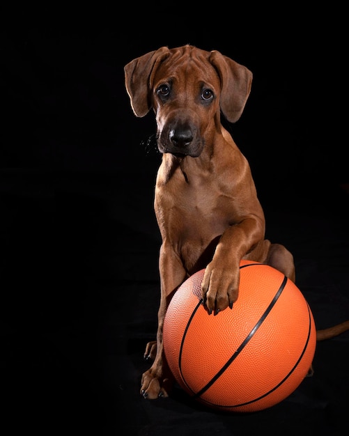 Adorable brown Rhodesian Ridgeback puppy with its paw on a basketball on a black background