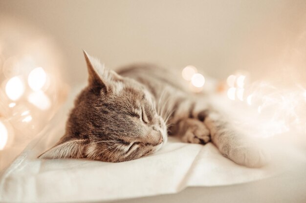 Adorable cat lying on cozy bed with christmas golden lights bokeh and gift boxes