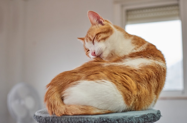 An adorable cat with eyes-closed enjoying cleaning itself