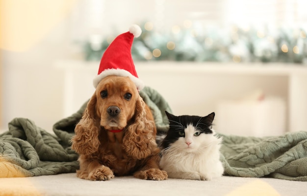 Adorable Cocker Spaniel dog in Santa hat and cat indoors