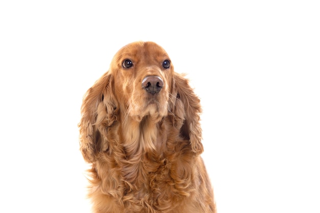 Adorable Cocker Spaniel isolated on white