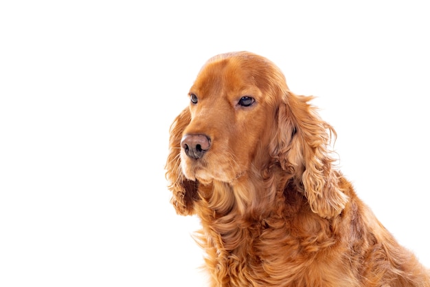 Adorable Cocker Spaniel isolated on white