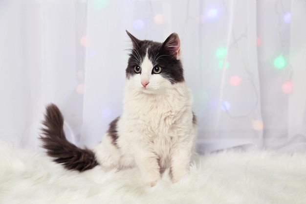 Adorable cute cat sitting on carpet close up