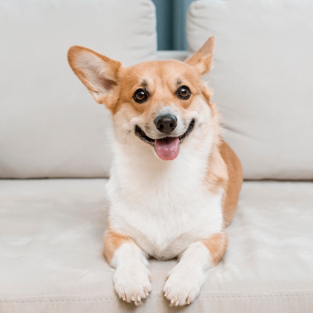 Adorable and cute dog on couch