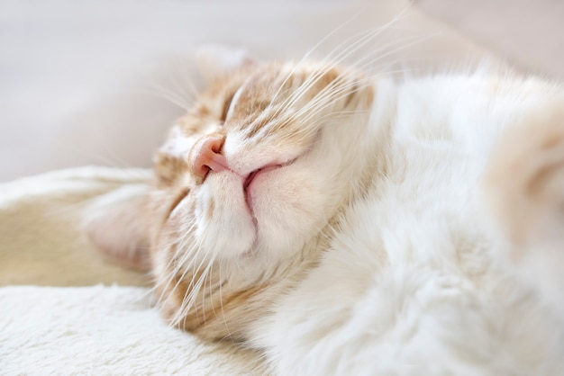 adorable cute redhead cat at home