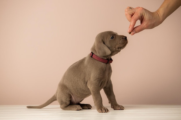 Adorable cute weimaraner puppy on beige background