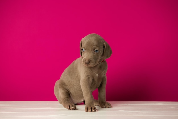 Adorable cute weimaraner puppy on pink background