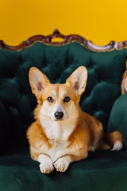 Adorable cute Welsh Corgi Pembroke lying on royal chair on yellow studio background Most popular breed of Dog