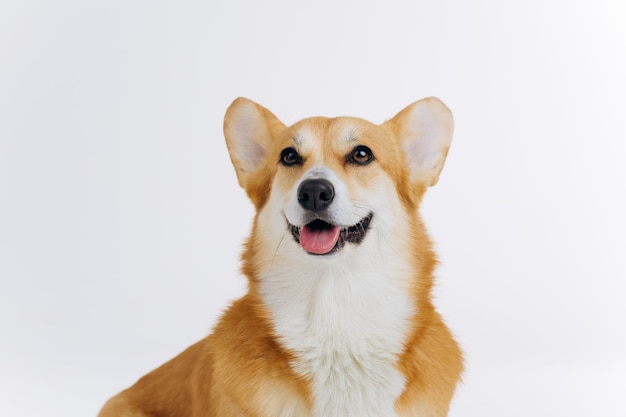 Adorable cute Welsh Corgi Pembroke sitting on white background and looking at camera Most popular breed of Dog