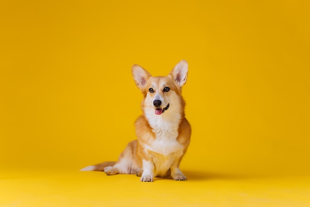 Adorable cute Welsh Corgi Pembroke sitting on yellow studio background Most popular breed of Dog