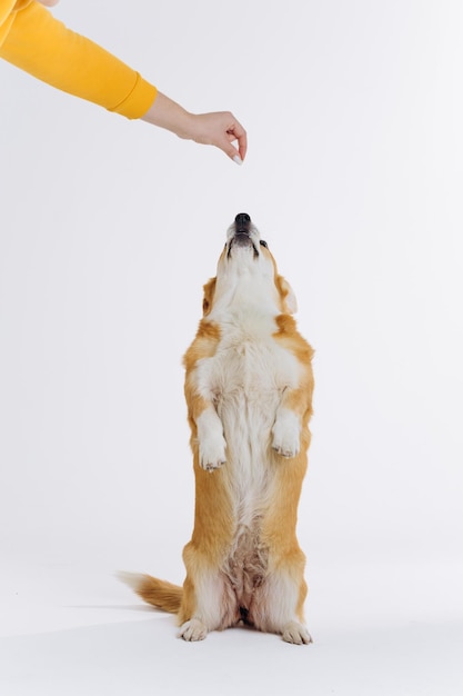 Adorable cute Welsh Corgi Pembroke stands on its hind legs on white studio background Most popular breed of Dog