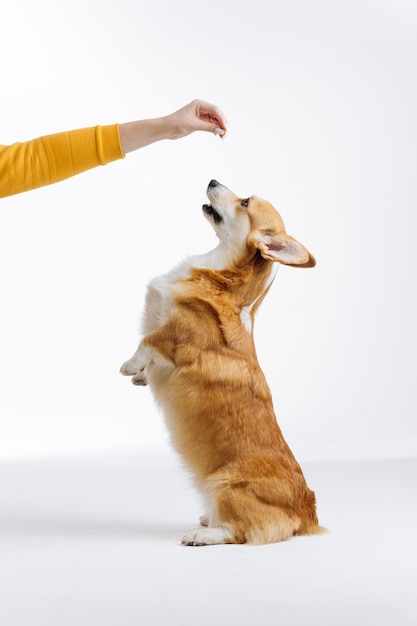 Adorable cute Welsh Corgi Pembroke stands on its hind legs on white studio background Most popular breed of Dog