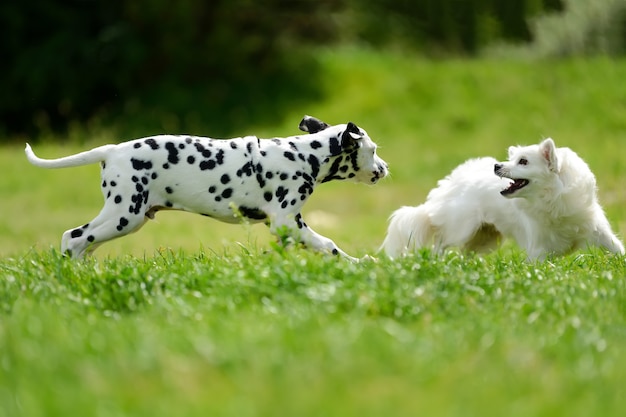 Adorable dalmatian dog outdoors in summer