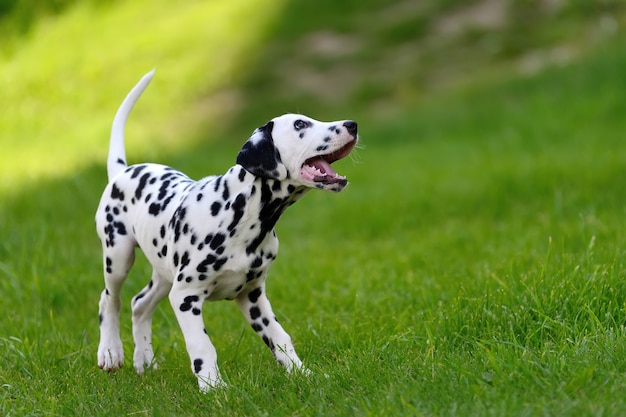 Adorable dalmatian dog outdoors in summer