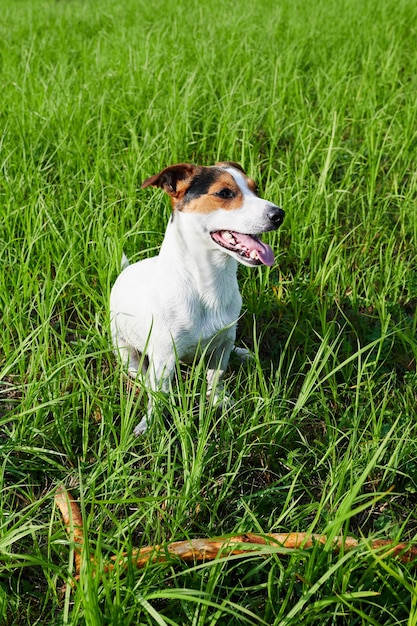 Adorable dog heavily breathing on grass