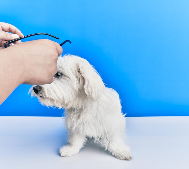 Adorable dog over isolated blue background.