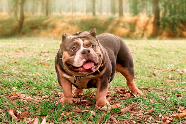 Adorable dog in the park in summer