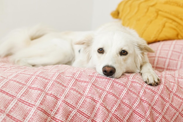 Adorable dog relaxing on bed in stylish room Cute white dog with sweet emotions lying on pink blanket in bedroom Portrait of adopted danish spitz dog at home