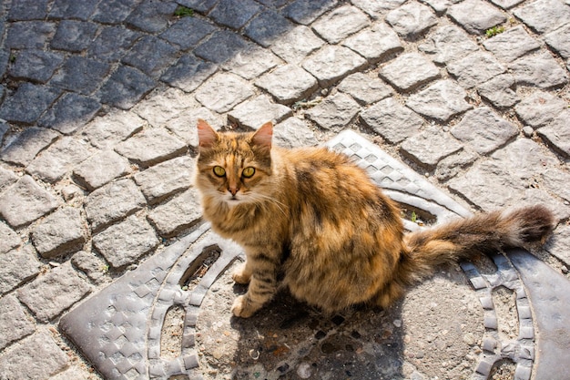 Adorable Domestic cat Street cat portrait of a stray cat homeless abandoned