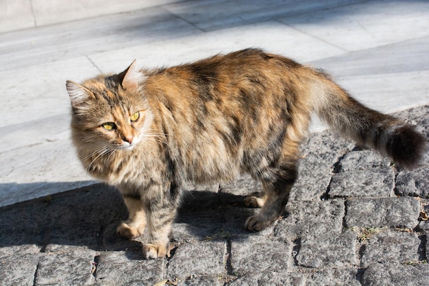 Adorable Domestic cat Street cat portrait of a stray cat homeless abandoned