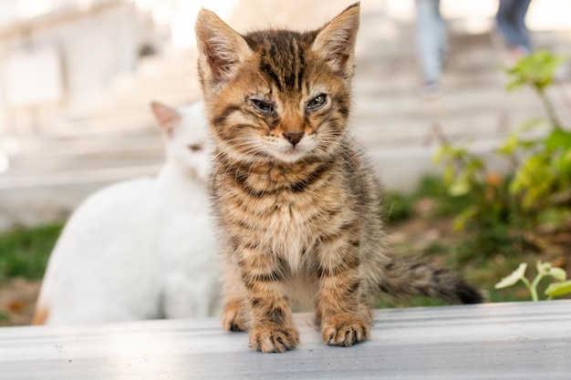 Adorable Domestic kitten cat Street cat portrait of a stray cat homeless abandoned