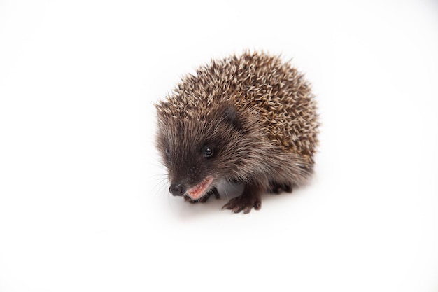 Adorable European hedgehog over happy on white studio background