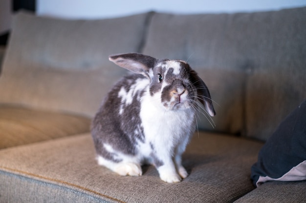 Adorable fluffy gray and white spotted domestic bunny sitting on couch in living room