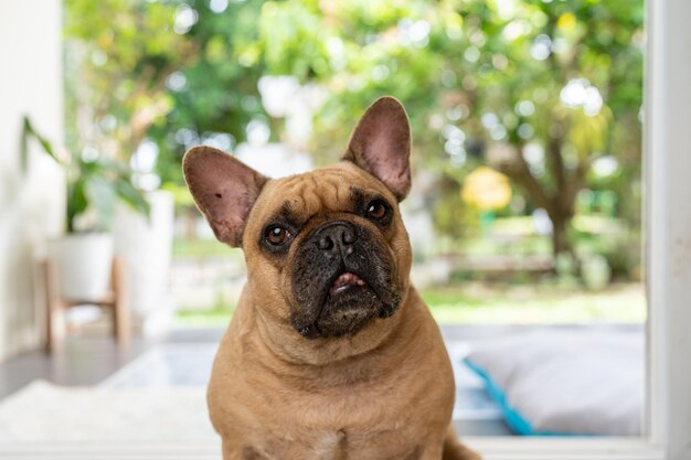 Adorable French bulldog looking to camera indoor