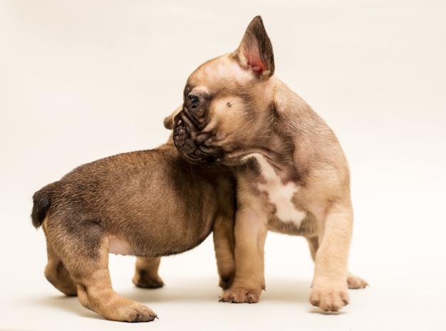 Adorable French Bulldog puppy beige color. Cute little puppy.