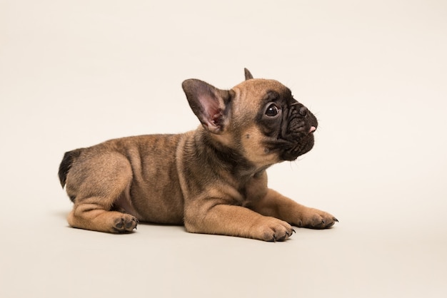 Adorable French Bulldog puppy beige color. Cute little puppy.