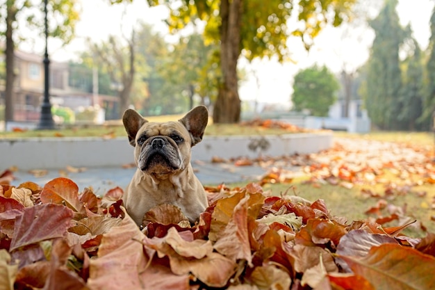 Adorable French Bulldog Sitting on Brown Dried Leaves.