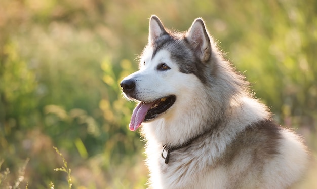 Adorable furry husky dog sitting calmy in the grass in field and looking back beautiful doggy with i...