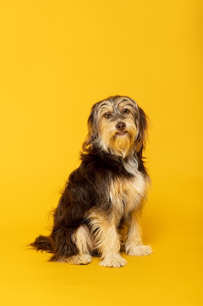 Adorable furry puppy on yellow background