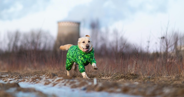 Adorable golden labrador dog in green raincoat in a field