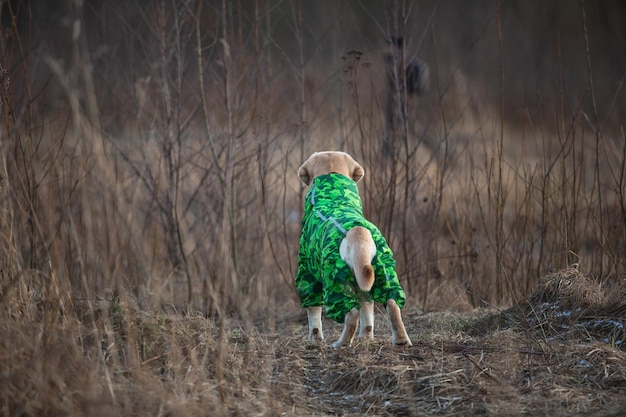 Adorable golden labrador dog in green raincoat in a field