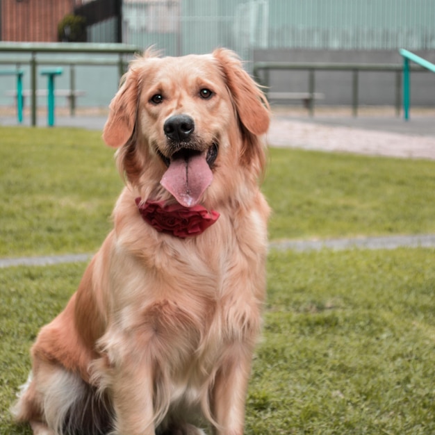 Adorable golden retriever dog sitting on green grass in a park