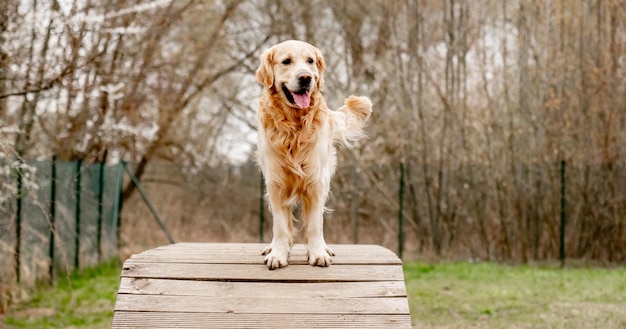 Adorable golden retriever dog on a walking and training area