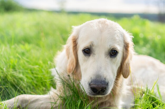 Adorable golden retriever lying on green grass