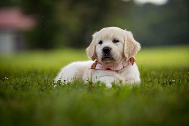 Adorable golden retriever puppy sitting on green grass